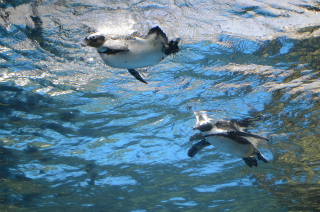 水中のペンギン11