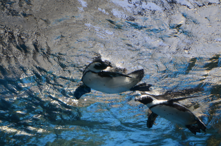 水中のペンギン18