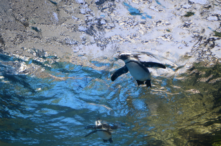 水中のペンギン2