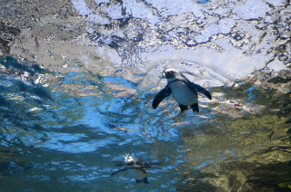 水中のペンギン1