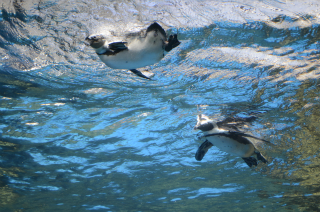 水中のペンギン10