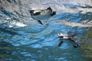 水中のペンギン12
