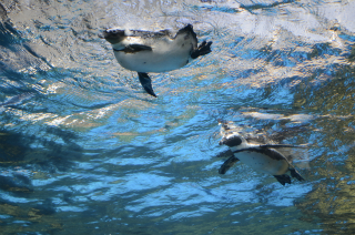 水中のペンギン14