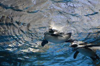 水中のペンギン15