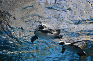 水中のペンギン17