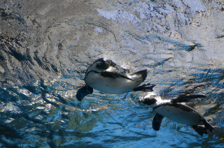 水中のペンギン19