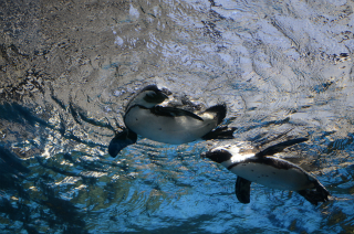 水中のペンギン21