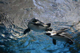 水中のペンギン22