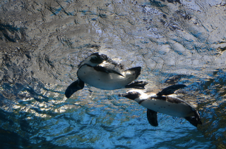 水中のペンギン23