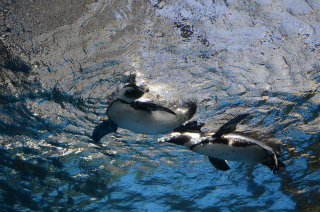 水中のペンギン25