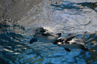 水中のペンギン26