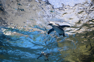 水中のペンギン3