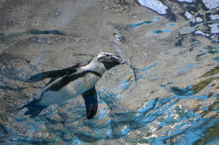 水中のペンギン32