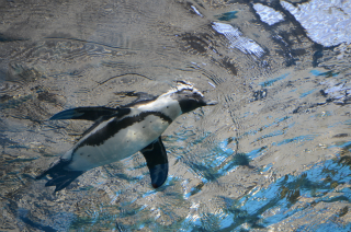 水中のペンギン33