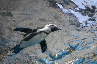 水中のペンギン34