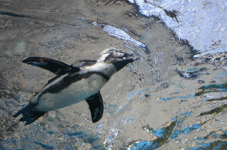 水中のペンギン35