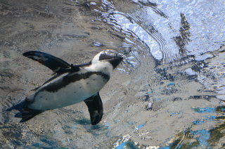 水中のペンギン36