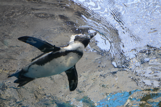 水中のペンギン37