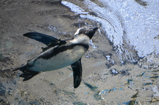 水中のペンギン38
