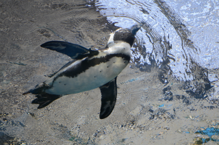 水中のペンギン39