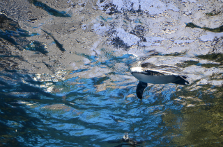 水中のペンギン4