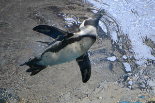 水中のペンギン40