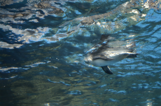 水中のペンギン42