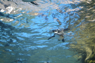 水中のペンギン6