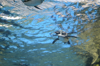 水中のペンギン7
