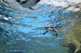 水中のペンギン8