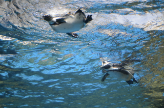 水中のペンギン9